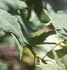 Acer pseudosieboldianum, leaves