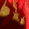 Acer pseudosieboldianum, fall color