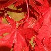 Acer pseudosieboldianum, fall color