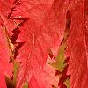 Acer pseudosieboldianum, fall color
