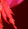 Acer pseudosieboldianum, fall color