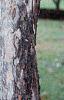 Acer pseudosieboldianum, bark
