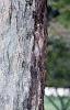 Acer pseudosieboldianum, bark