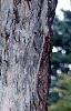 Acer pseudosieboldianum, bark