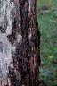 Acer pseudosieboldianum, bark