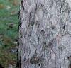 Acer pseudosieboldianum, bark