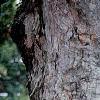 Acer pseudosieboldianum, bark