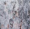 Acer pseudosieboldianum, bark