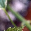 Acer rufinerve 'Hatsuyuki', leaves