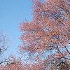 Acer rubrum, fruit