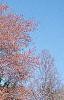 Acer rubrum, fruit