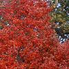 Acer rubrum, fall color
