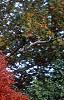 Acer rubrum, fall color