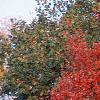 Acer rubrum, fall color