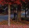Acer rubrum, fall color