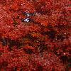 Acer rubrum, fall color