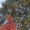 Acer rubrum, fall color