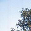 Acer rubrum, fall color