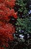 Acer rubrum, fall color