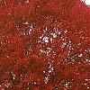 Acer rubrum 'Red Sunset', habit