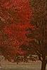 Acer rubrum 'Red Sunset', habit