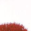 Acer rubrum 'Red Sunset', habit