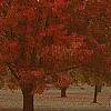 Acer rubrum 'Red Sunset', habit