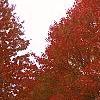 Acer rubrum 'Red Sunset', habit