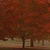 Acer rubrum 'Red Sunset', habit