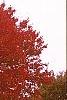 Acer rubrum 'Red Sunset', habit