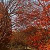 Acer rubrum 'Red Sunset', habit