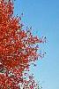 Acer rubrum 'Red Sunset', habit