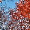 Acer rubrum 'Red Sunset', habit