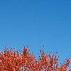 Acer rubrum 'Red Sunset', habit