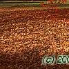 Acer rubrum 'Red Sunset', habit