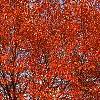 Acer rubrum 'Red Sunset', habit