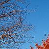 Acer rubrum 'Red Sunset', habit