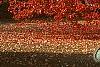 Acer rubrum 'Red Sunset', habit