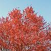 Acer rubrum 'Red Sunset', habit