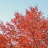 Acer rubrum 'Red Sunset', habit