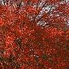 Acer rubrum 'Red Sunset', habit