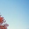 Acer rubrum 'Red Sunset', habit