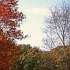 Acer rubrum 'Red Sunset', habit