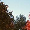 Acer rubrum 'Red Sunset', habit