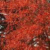 Acer rubrum 'Red Sunset', habit