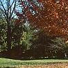 Acer rubrum 'Red Sunset', fall color
