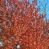 Acer rubrum 'Red Sunset', fall color