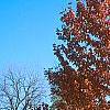 Acer rubrum 'Red Sunset', fall color