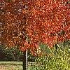 Acer rubrum 'Red Sunset', fall color