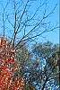Acer rubrum 'Red Sunset', fall color